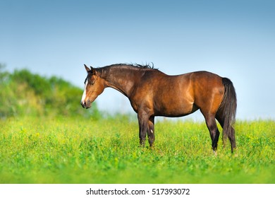Bay horse standing on spring green pasture