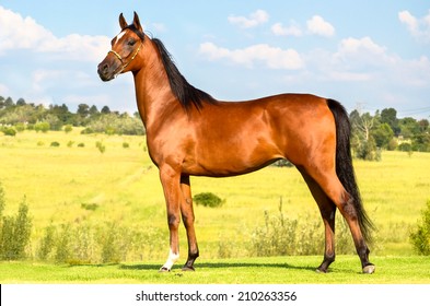 bay horse standing portrait with beautiful scenery behind him 