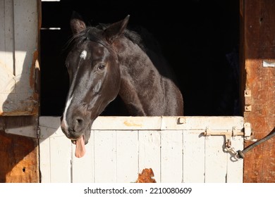 Bay Horse With Tong Out, Brown Horse Face With White Stripe, Horse Stall, Horse Show