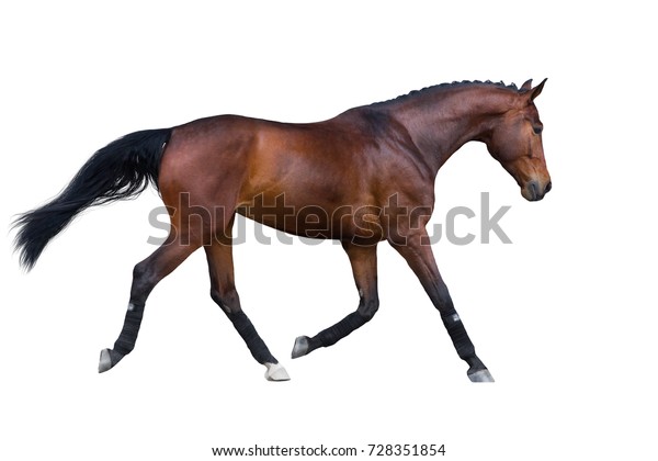 horse trotting sound