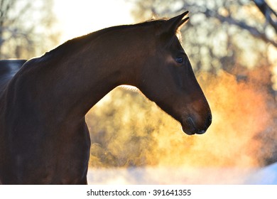 Bay Horse In Winter