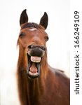 Bay horse yawning