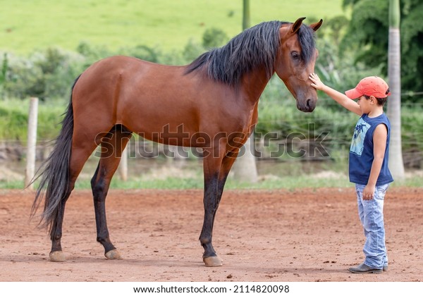 Bay horse. Young boy stroking the head of a\
beautiful Mangalarga Marchador horse. Concept of friendship between\
a child and a horse.