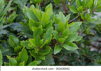 Bay Laurel