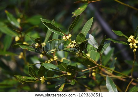 Bay laurel (Laurus nobilis) flowers / Laureaceae evergreen tree.