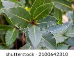 Bay laurel (Laurus nobilis, Lauraceae) herb plant