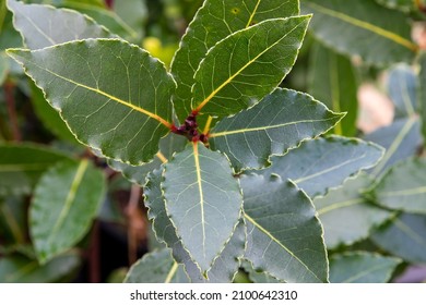 Bay Laurel (Laurus Nobilis, Lauraceae) Herb Plant