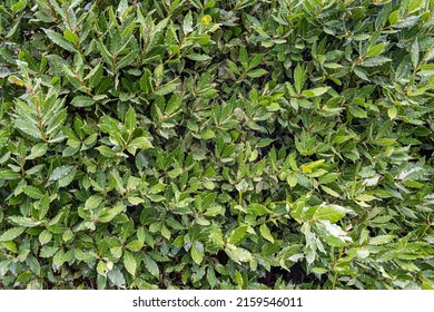 Bay Laurel Leaves Close Up. Bay Laurel Leaves Background Texture