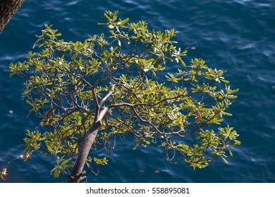 Bay Laurel On The Coast In Opatija,croatia