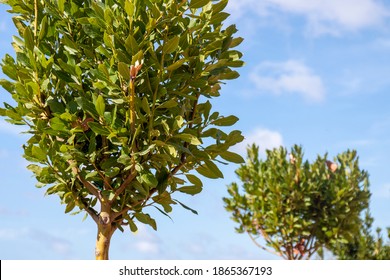 Bay laurel tree (Laurus nobilis) cultivated in the Algarve region, Portugal.