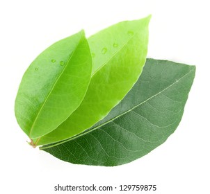 Bay leaf isolated on white background - Shutterstock ID 129759875
