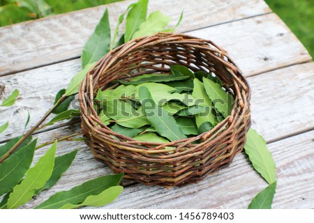 Bay leaf or laurel (laurus nobilis) spice background. Organic fresh green bay leaf from laurel farm garden. 