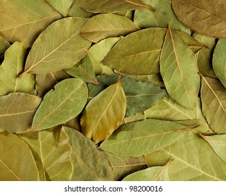 bay leaves closeup - Shutterstock ID 98200016