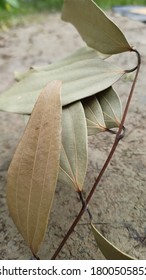 Bay leaves fresh plucked from the forest