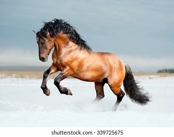 Bay Lusitano Breed Horse In Winter Field