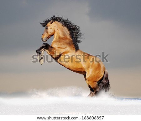 bay lusitano horse in winter