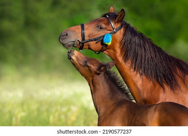 Bay mare and foal close up portrait in motion