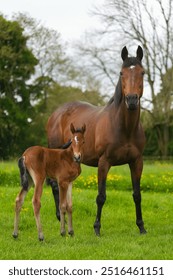 Bay mare and foal posing in the fields