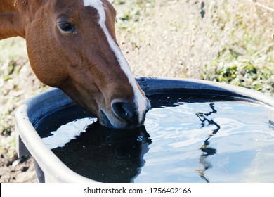 Bay Mare Horse Drinking Water From Trough On Farm Close Up, Livestock Farm Animal Hydration Concept.