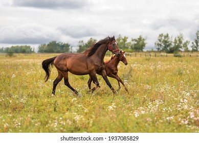 A bay mare in a red bridle with her little foal runs through a green meadow to pasture - Powered by Shutterstock
