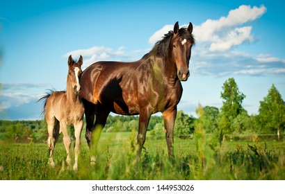 Bay mare standing with foal in summer field