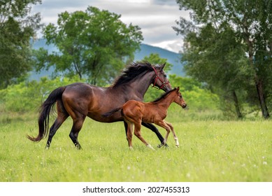 A bay mare of a thoroughbred horse breed runs at a gallop with her little red foal on a green pasture on a farm in summer, against a background of green trees.