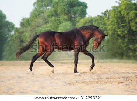 bay marwari stallion running free
