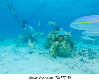 Bay Of Pigs Scuba Diving In CUba