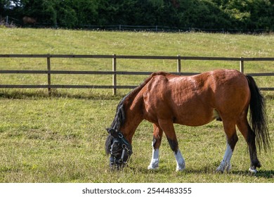 Bay pony wearing a fly mask and grazing, Image shows a bay Section A Welsh cob gelding wearing a fly mask grazing in his paddock on a summers day - Powered by Shutterstock