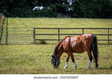 Bay pony wearing a fly mask and grazing, Image shows a bay Section A Welsh cob gelding wearing a fly mask grazing in his paddock on a summers day - Powered by Shutterstock