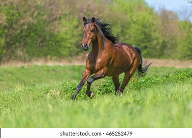 Bay Purebred Horse Running In A Meadow.