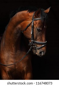 Bay purebred racehorse portrait in black background