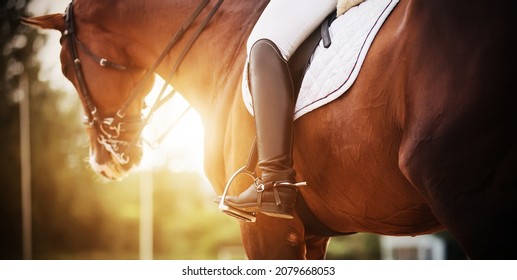  A bay racehorse with a rider in the saddle, who has black boots with spurs, is illuminated by bright rays of sunlight. Horseback riding. Equestrian sport.