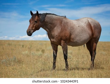 Roan Horse High Res Stock Images Shutterstock