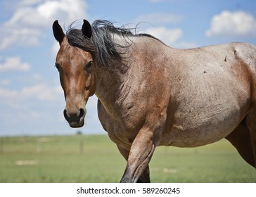 Bay Roan Horse