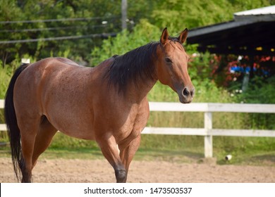 Bay Roan Quarter Horse Mare