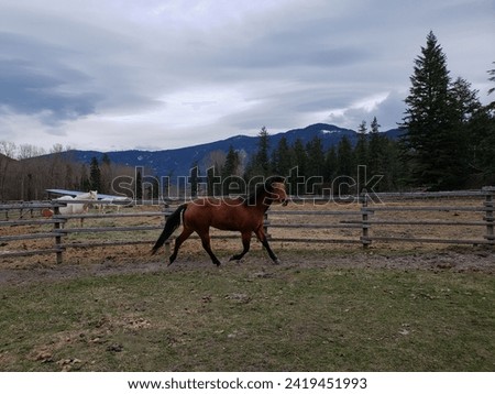 Bay Solid Colour Bred Paint Horse Mare Trotting in Round Pen with Blue Grey Sky Background and Space for Text Stock photo © 