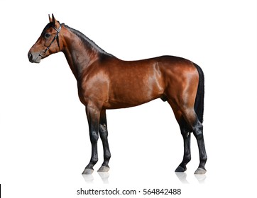 Bay sport horse isolated on white background