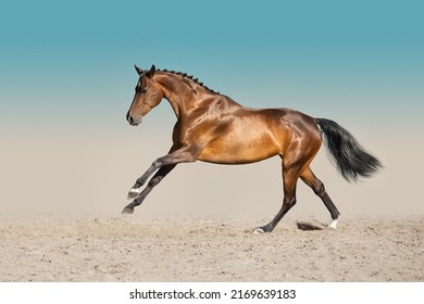 Bay stallion with long mane free run fast on desert dust