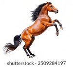 Bay stallion rearing - isolated on a white background