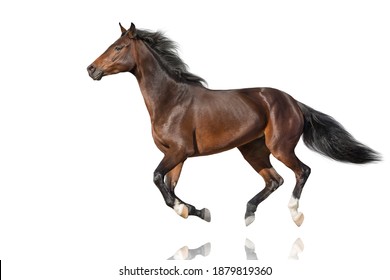 Bay stallion run gallop  isolated on white