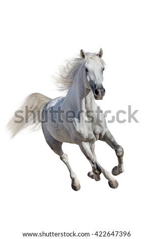 Bay stallion run gallop isolated on white background