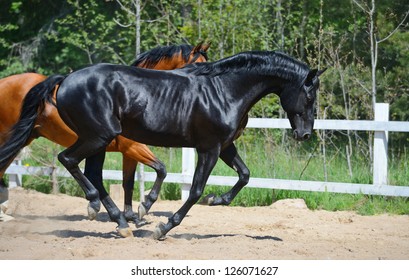 Bay stallion of Ukrainian riding breed and black stallion of Russian riding breed