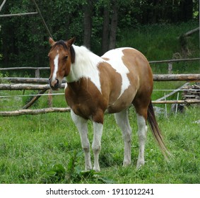 Bay Tobiano Paint Horse Stand In The Grass