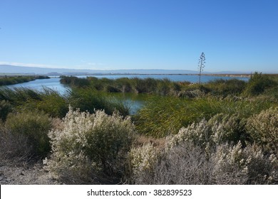 The Bay Trail Near Sunnyvale, California