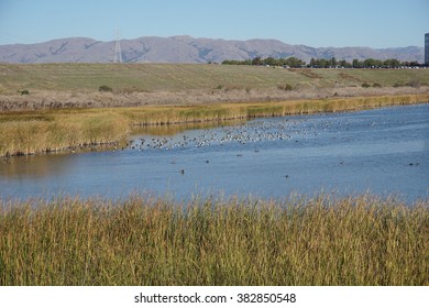 The Bay Trail, Sunnyvale, California