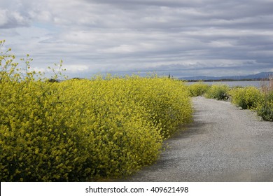 The Bay Trail, Sunnyvale, California