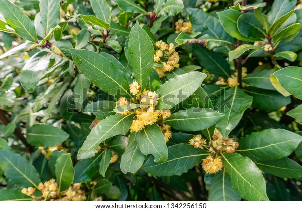 Bay tree with blossom flowers on spring time.\
Laurus nobilis
