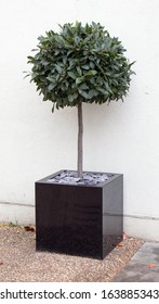 Bay Tree In Cube Pot 