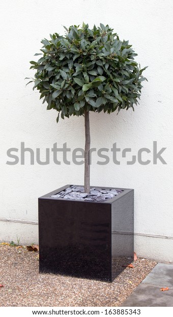 bay tree in cube pot\
